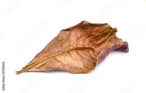 Dry leaf.