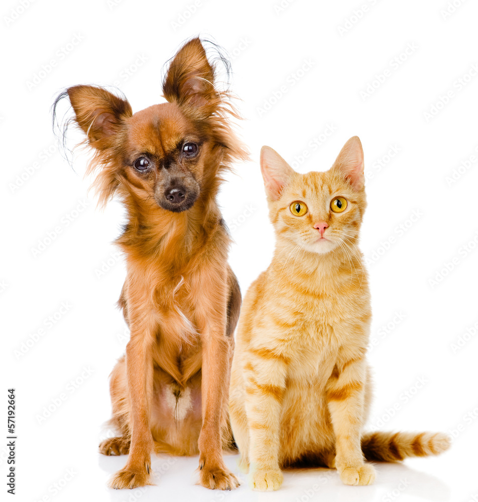 Russian toy terrier and red cat sitting in front. isolated Russian toy terrier and red cat sitting in front. isolated