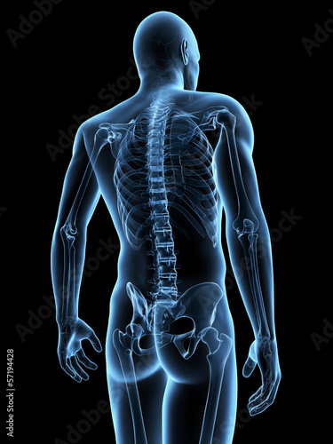 Wallpaper Mural medical illustration of the male skeleton Torontodigital.ca