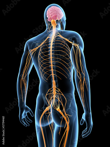 Foto medical illustration of the nervous system