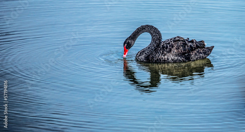 The red bill black swan in a wetland park, Malaysia photo