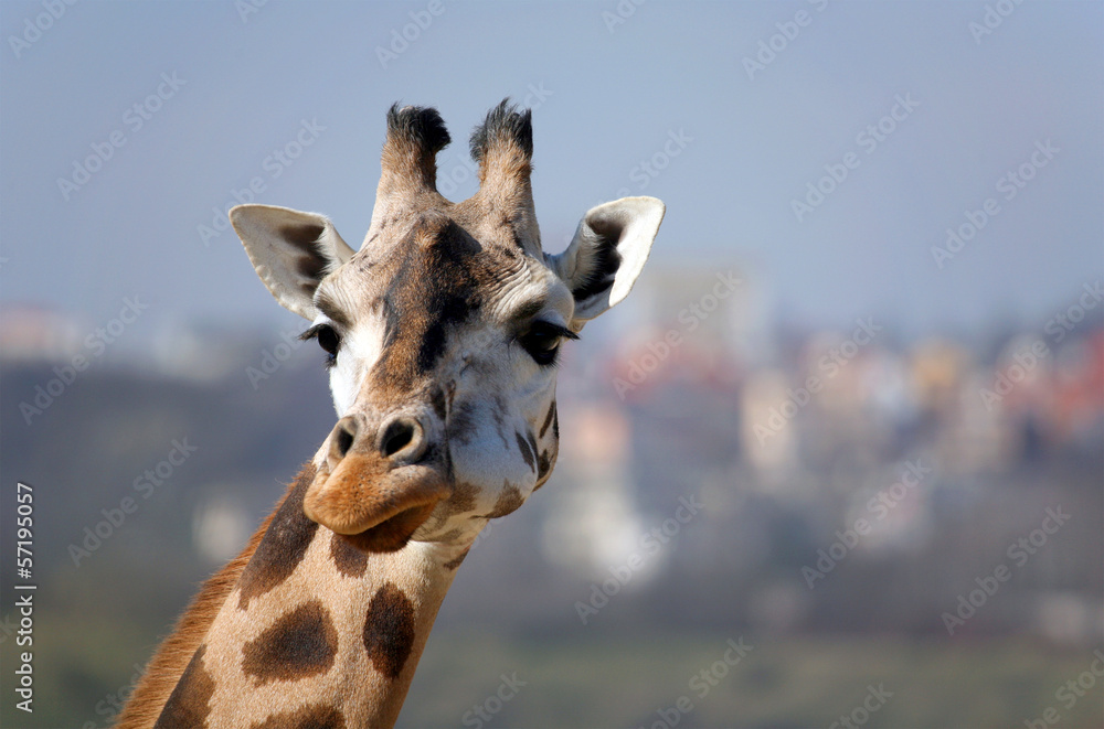 Naklejka premium Giraffe.