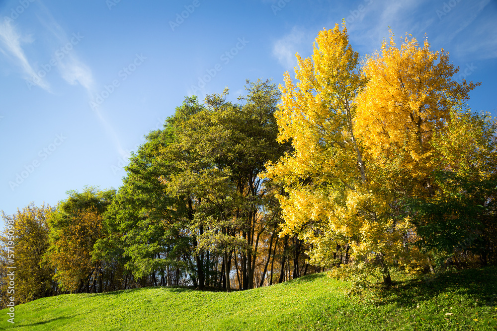 autumn trees against the blue sky