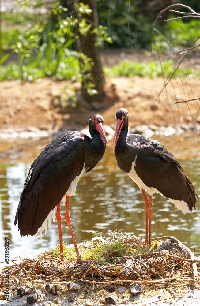 Naklejka premium Black stork