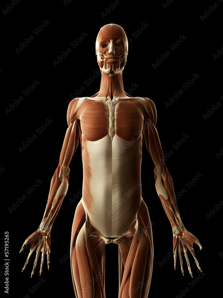 medical illustration of the female muscles medical illustration of the female muscles