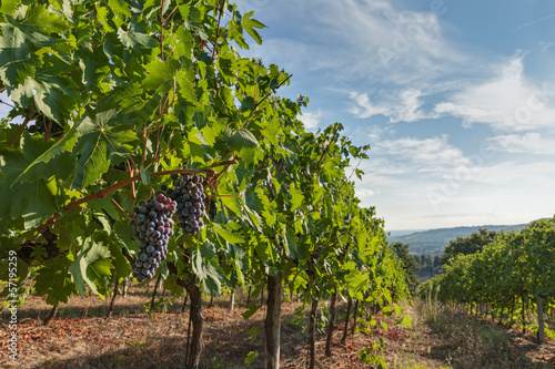italian vineyard