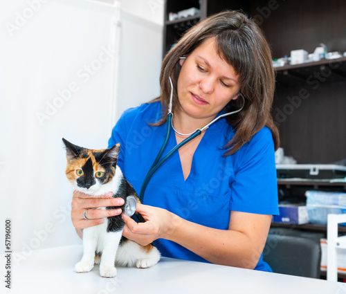 Fototapeta Naklejka Na Ścianę i Meble -  Young woman vet inspects cat