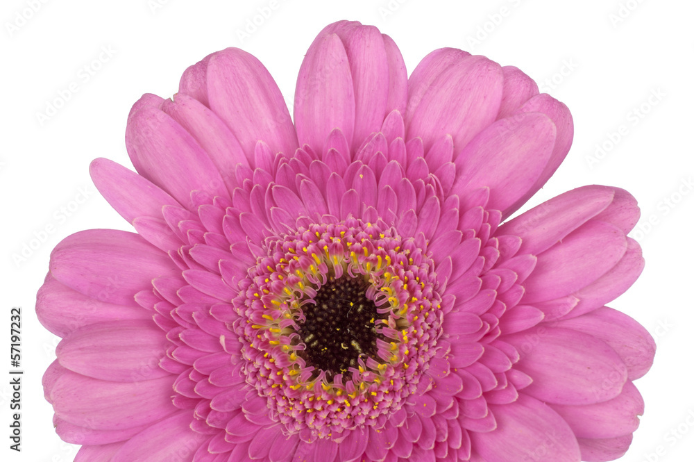 Pink Gerbera close up macro Pink Gerbera close up macro