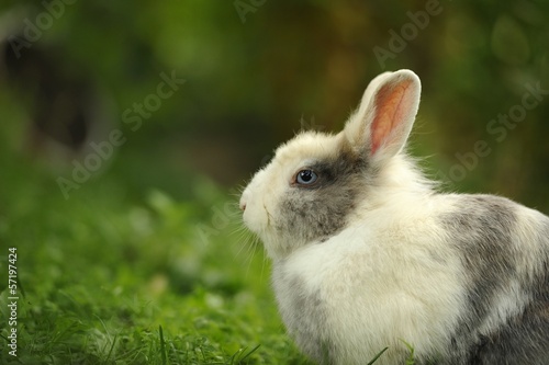 Cute Fluffy Rabbit Outdoors