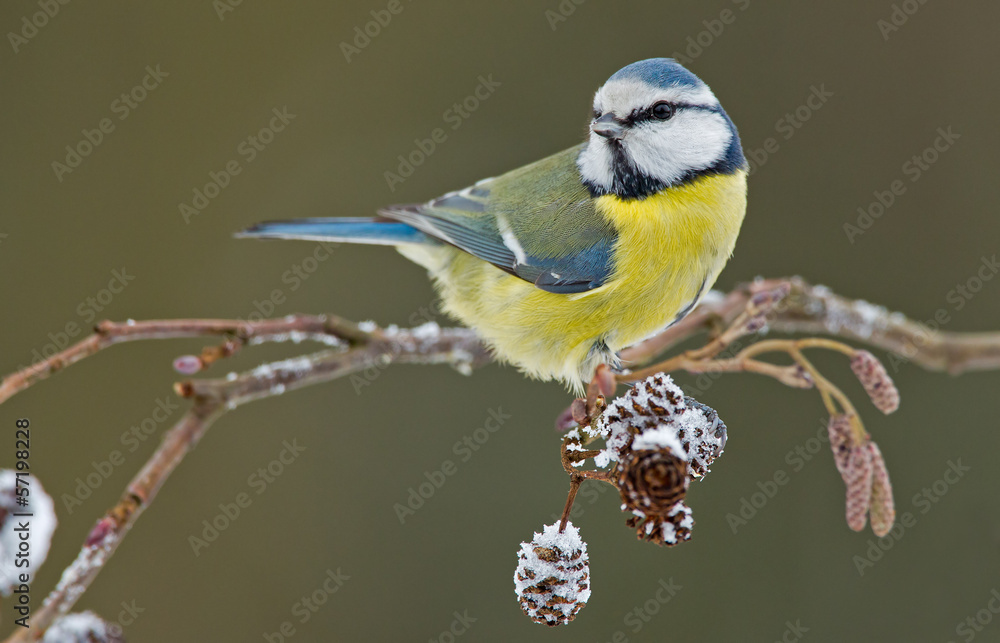 Blue tit in a winter setting