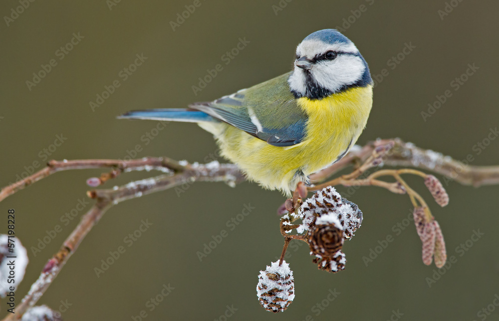 Blue tit in a winter setting Blue tit in a winter setting