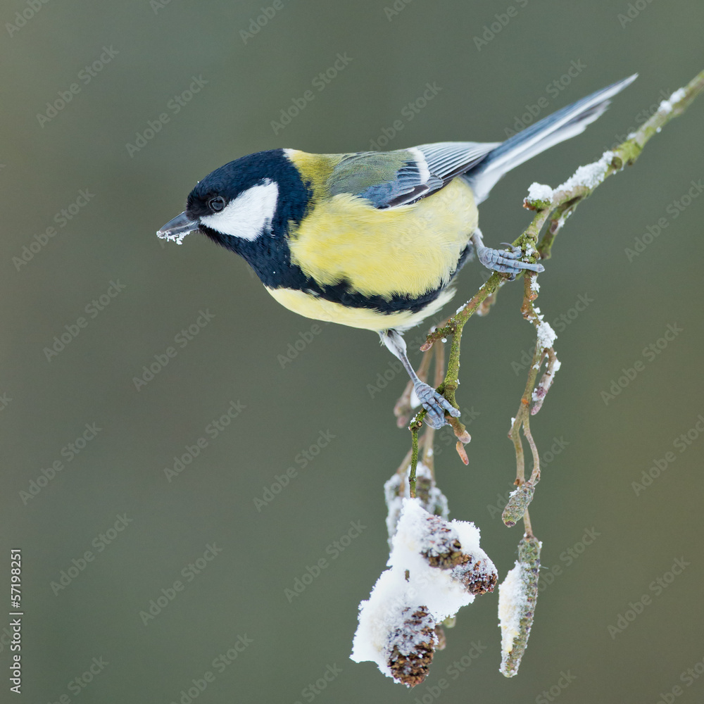 Obraz premium Great Tit in a winter setting