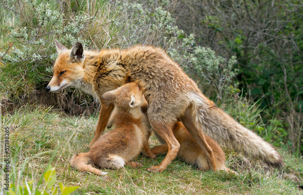 Fototapeta premium Red Fox feeds her young cubs