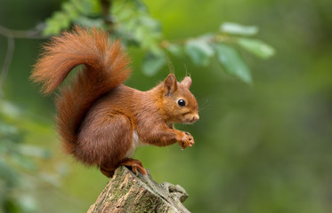 Acrylglasbilder Waldtiere Rotes Eichhörnchen im Mischwald  © Menno Schaefer