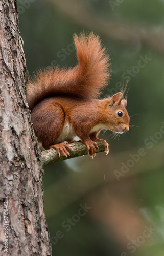 Red Squirrel in the forest