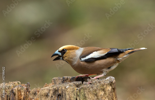 Hawfinch (Coccothraustes coccothraustes) © Menno Schaefer