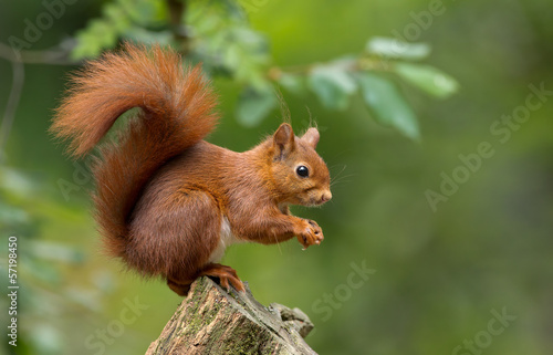 Fotomurale Red Squirrel in the forest