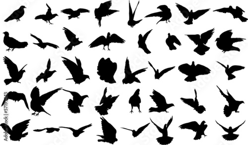 Set of 40 silhouettes of birds