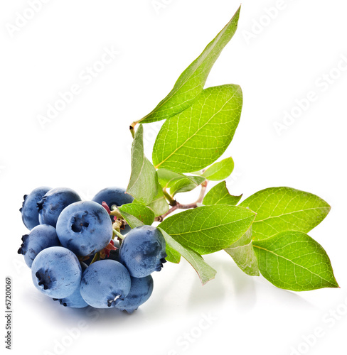 Blueberries with leaves on a white background.