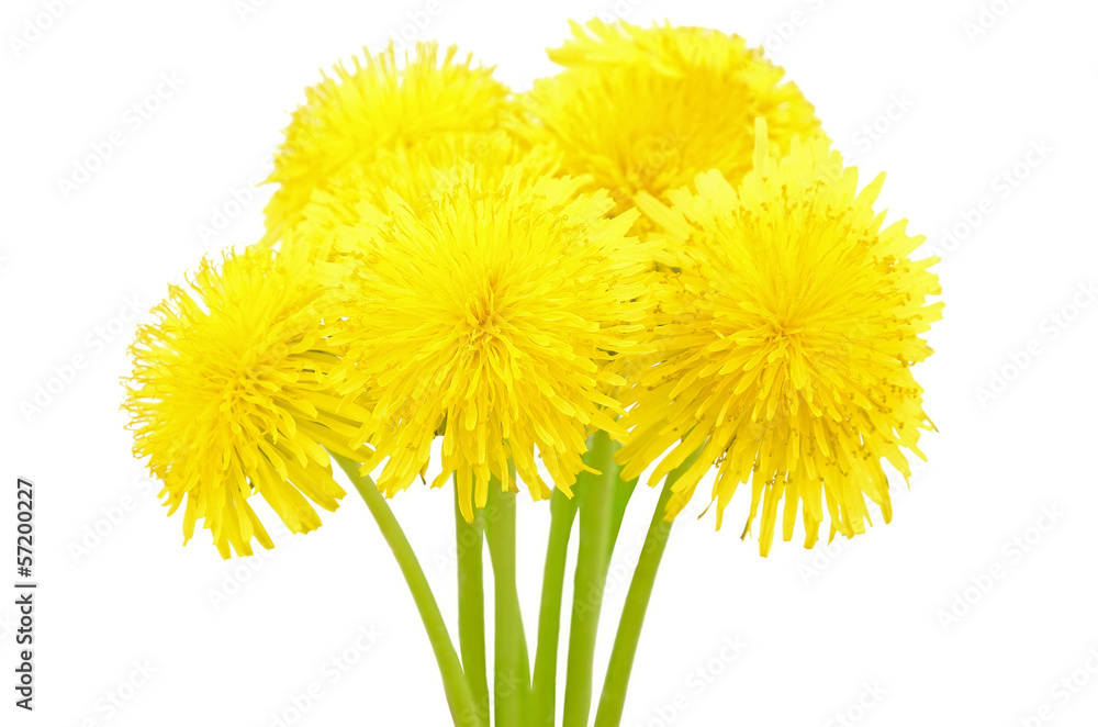 Obraz premium Dandelion flowers