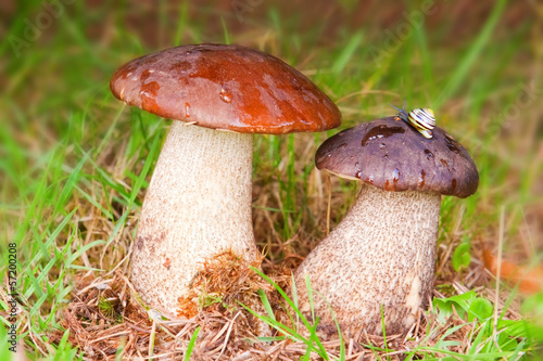 Two stone mushrooms in autumn forest.
