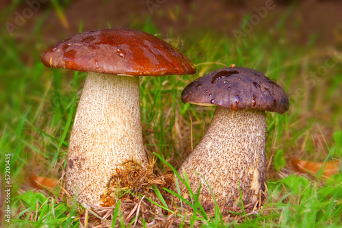 Two stone mushrooms in autumn forest.