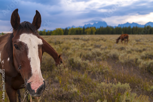 Fototapeta Naklejka Na Ścianę i Meble -  Horses in Grand Tetons