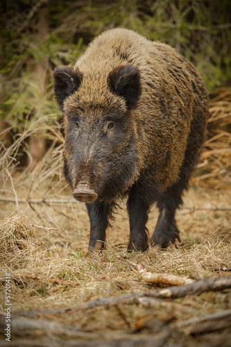 Wild boar walking through forest