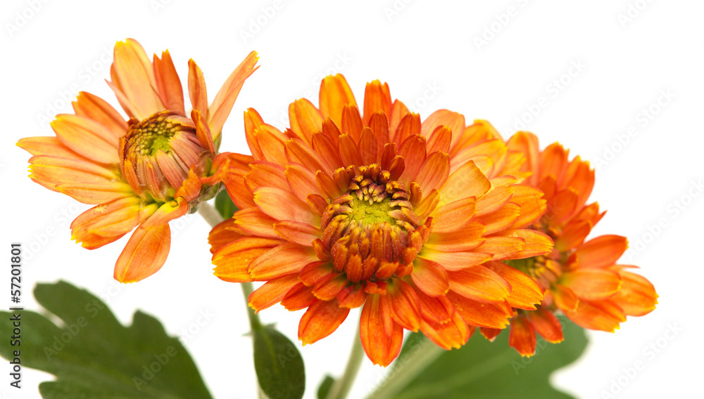 orange spray chrysanthemum, orange spray chrysanthemum,