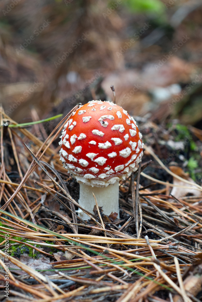 The fly agaric in autumn forest, Ukraine The fly agaric in autumn forest, Ukraine