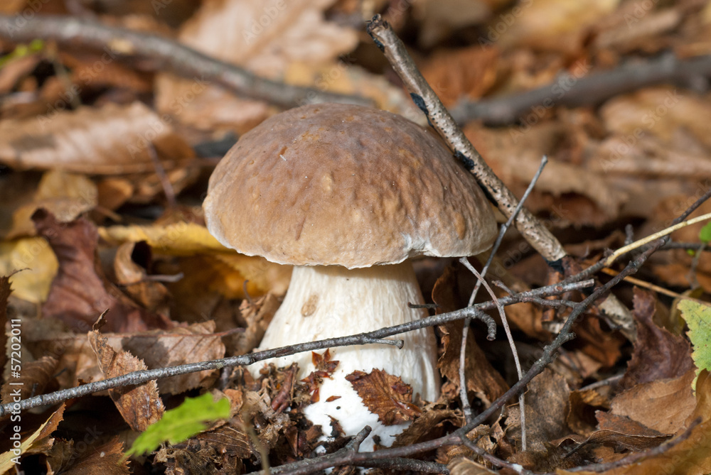 The cep in the autumn forest The cep in the autumn forest