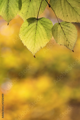 Yellow leaves with abstract background in autumn