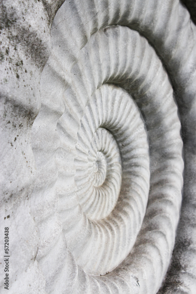 Nautilus Nautilus
