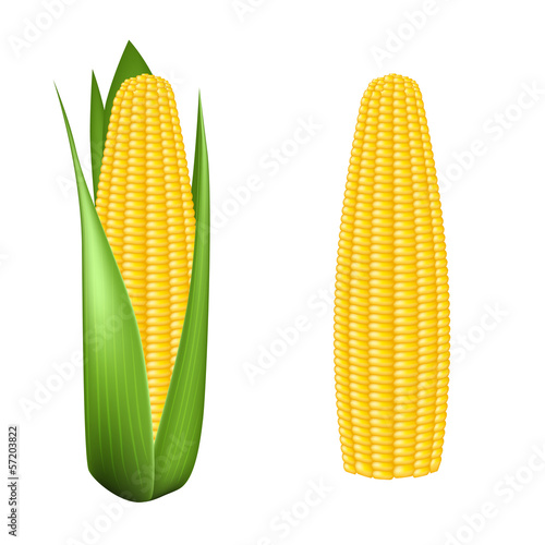 Corn cob with green leaves