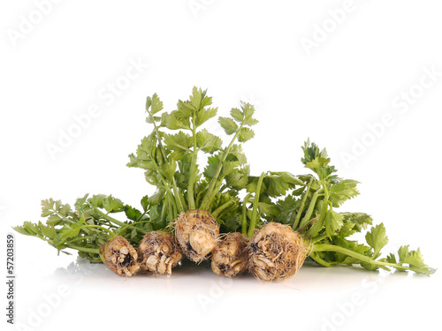 Cultivated celery