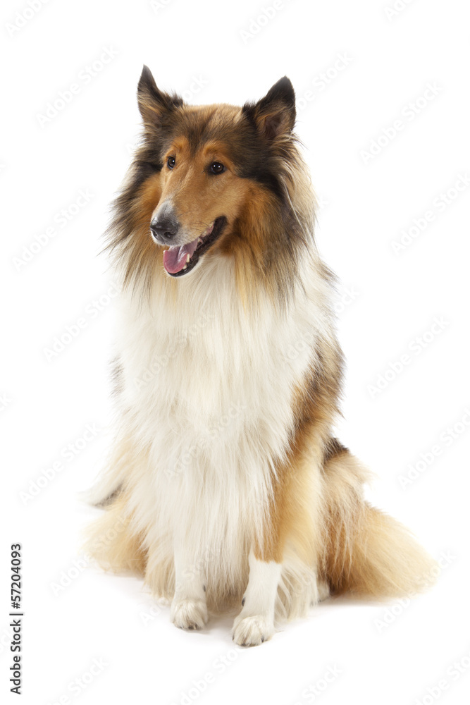 Rough Collie Rough Collie