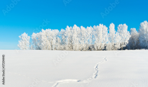 Fox trail on snowy field