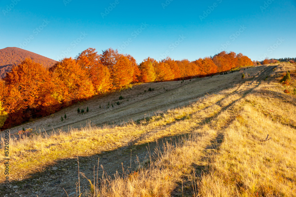 Naklejka premium autumn
