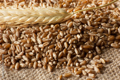 wheat and seend close view photo