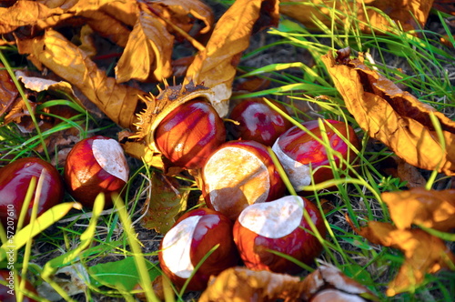 Photos conkers