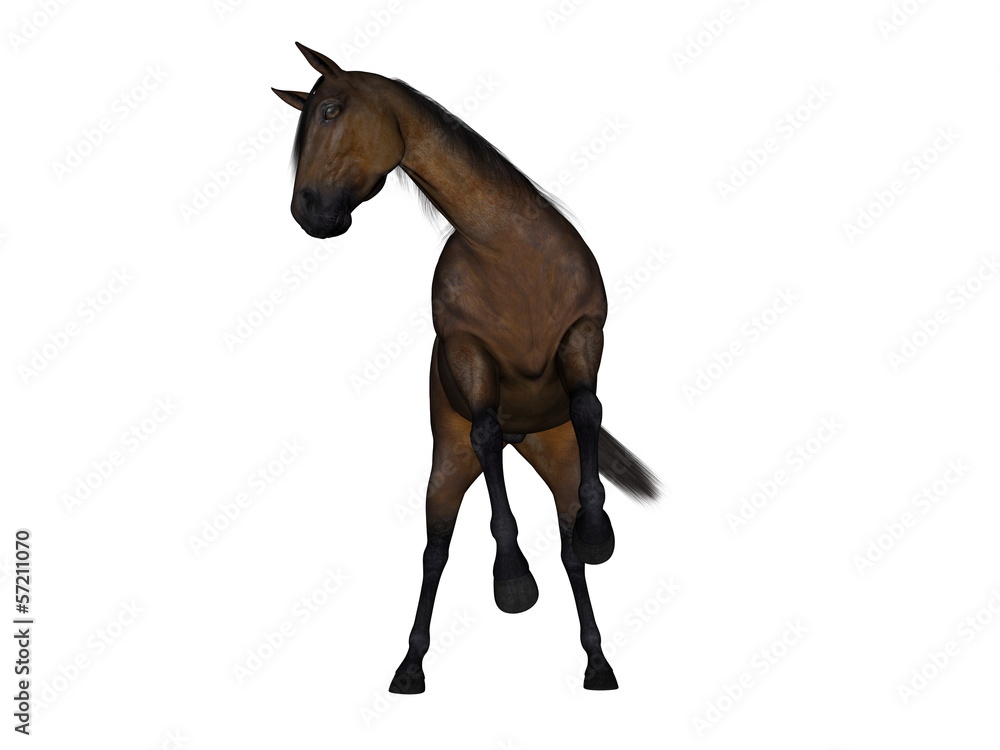 馬 馬