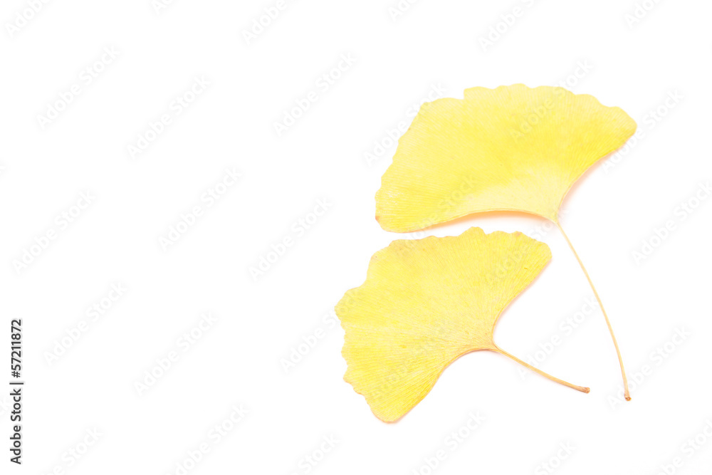 Naklejka premium ginkgo leaves
