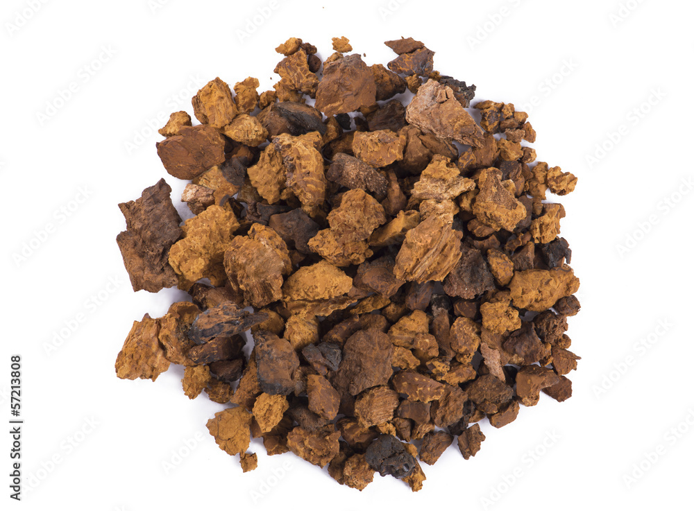 Fototapeta premium Chaga Mushroom