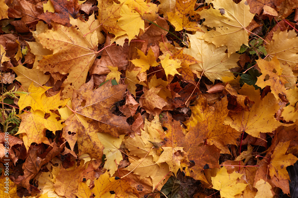 Yellow maple leaves background Yellow maple leaves background