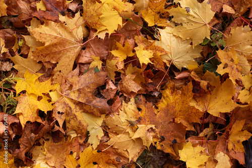 Yellow maple leaves background