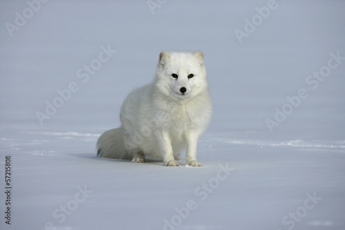 Arctic fox, Alopex lagopus