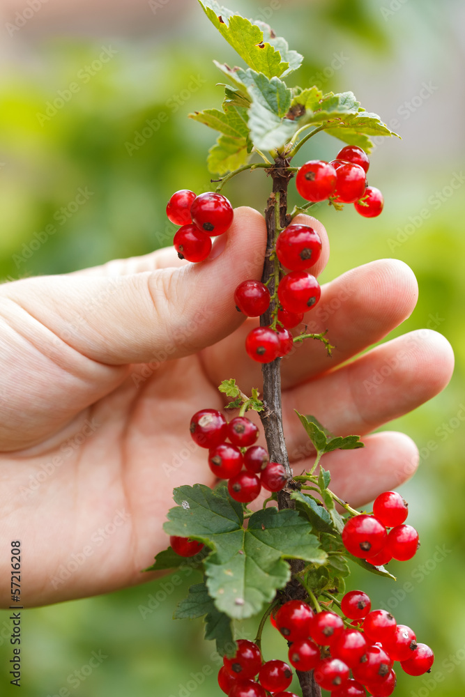 Red Currant Red Currant