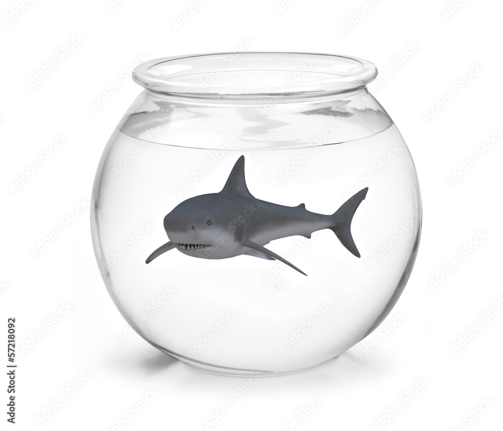Fototapeta premium fishbowl with shark inside