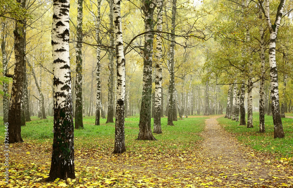 Fototapeta premium Morning autumn mist in october birch grove at crossing paths