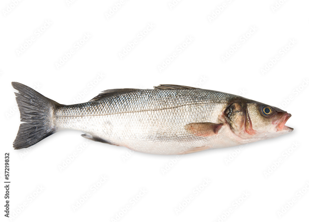 branzino mediterraneo branzino mediterraneo